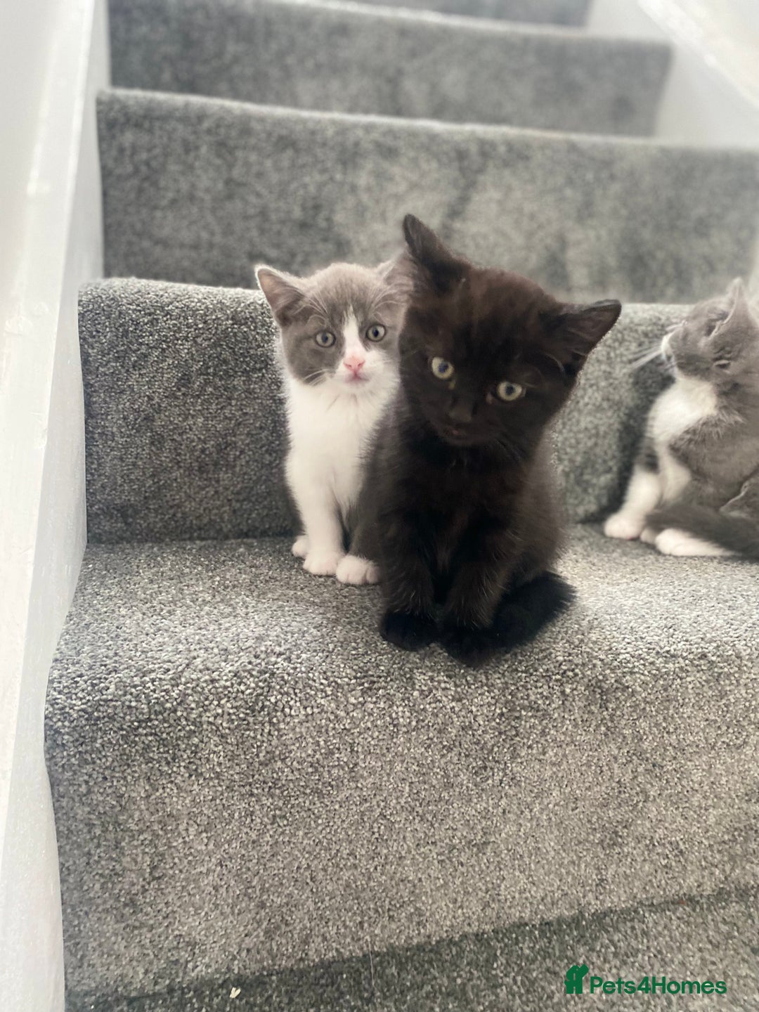 Himalayan cats for sale: Himalayan x Maine Coon Kittens – Ready Soon! - Image 10