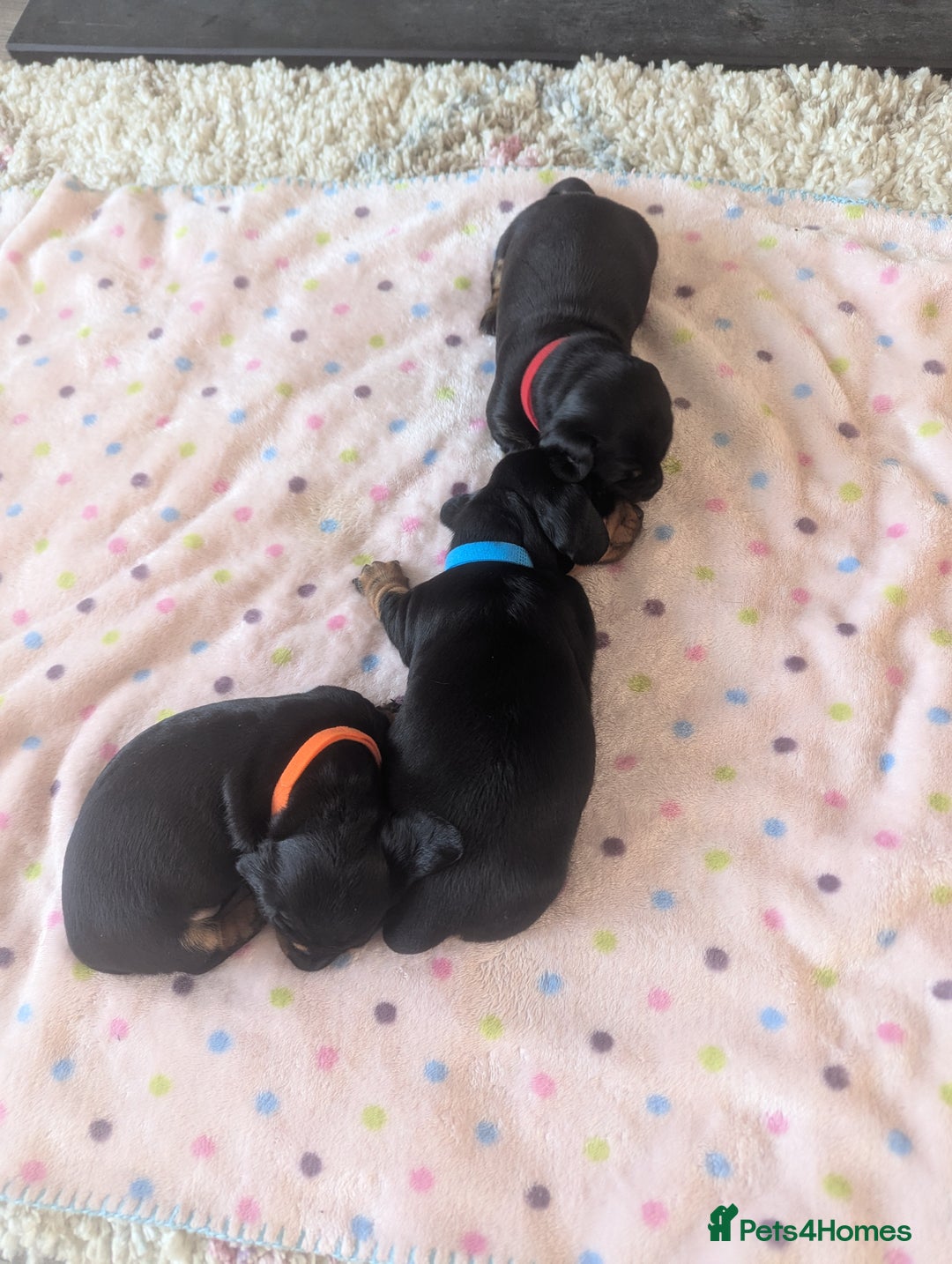 Miniature Dachshund dogs for sale: Miniature Dachshund Puppies   in Pontefract - Image 16