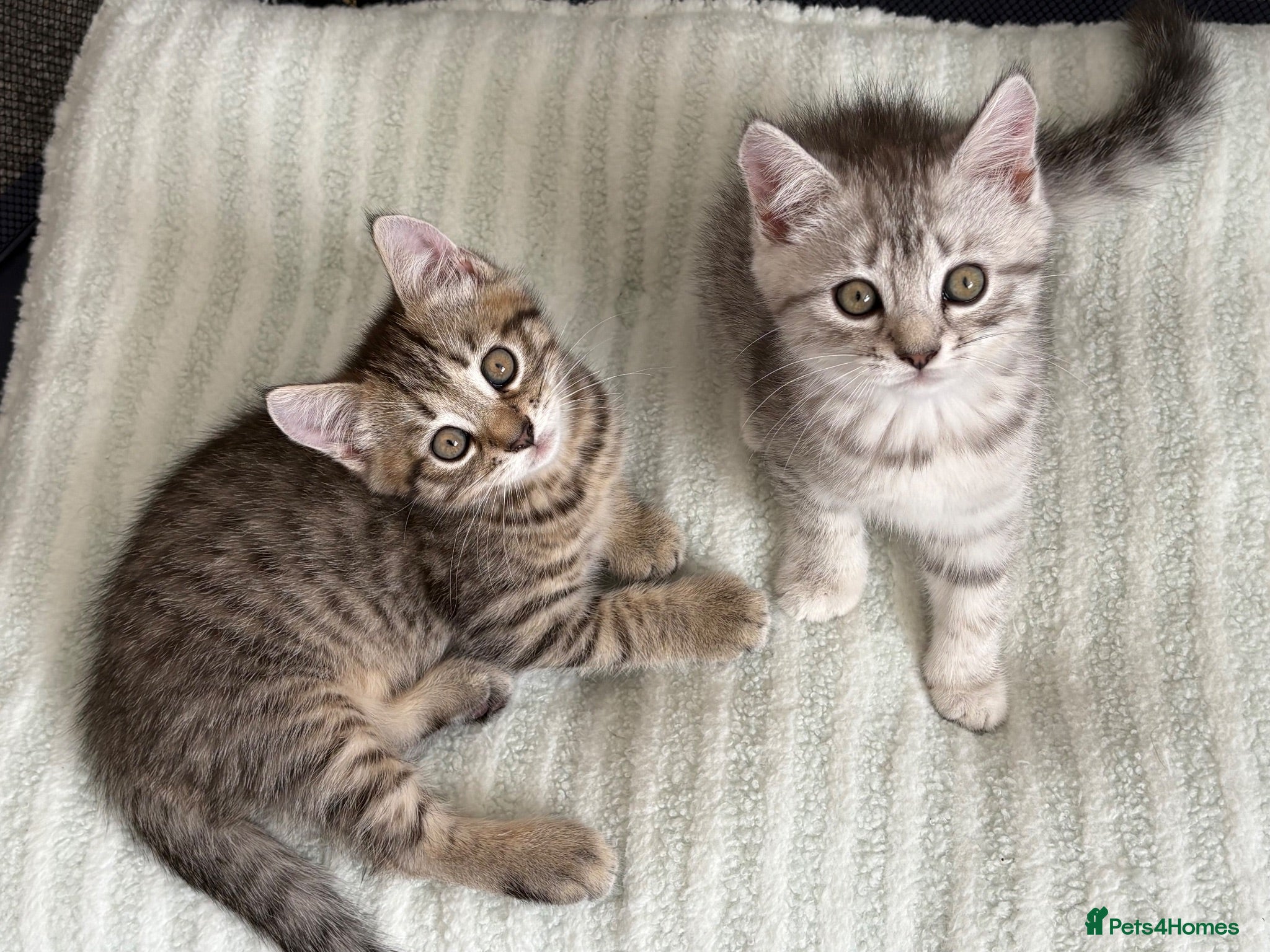Mixed Breed cats British Shorthair Cross Kittens – GCCF Mum - Advert 1