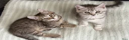 Mixed Breed cats for sale: British Shorthair Cross Kittens – GCCF Mum - Advert 1