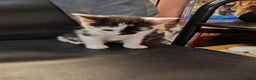 Mixed Breed cats for sale: 2 adorable kittens ready for their forever homes  - Advert 9