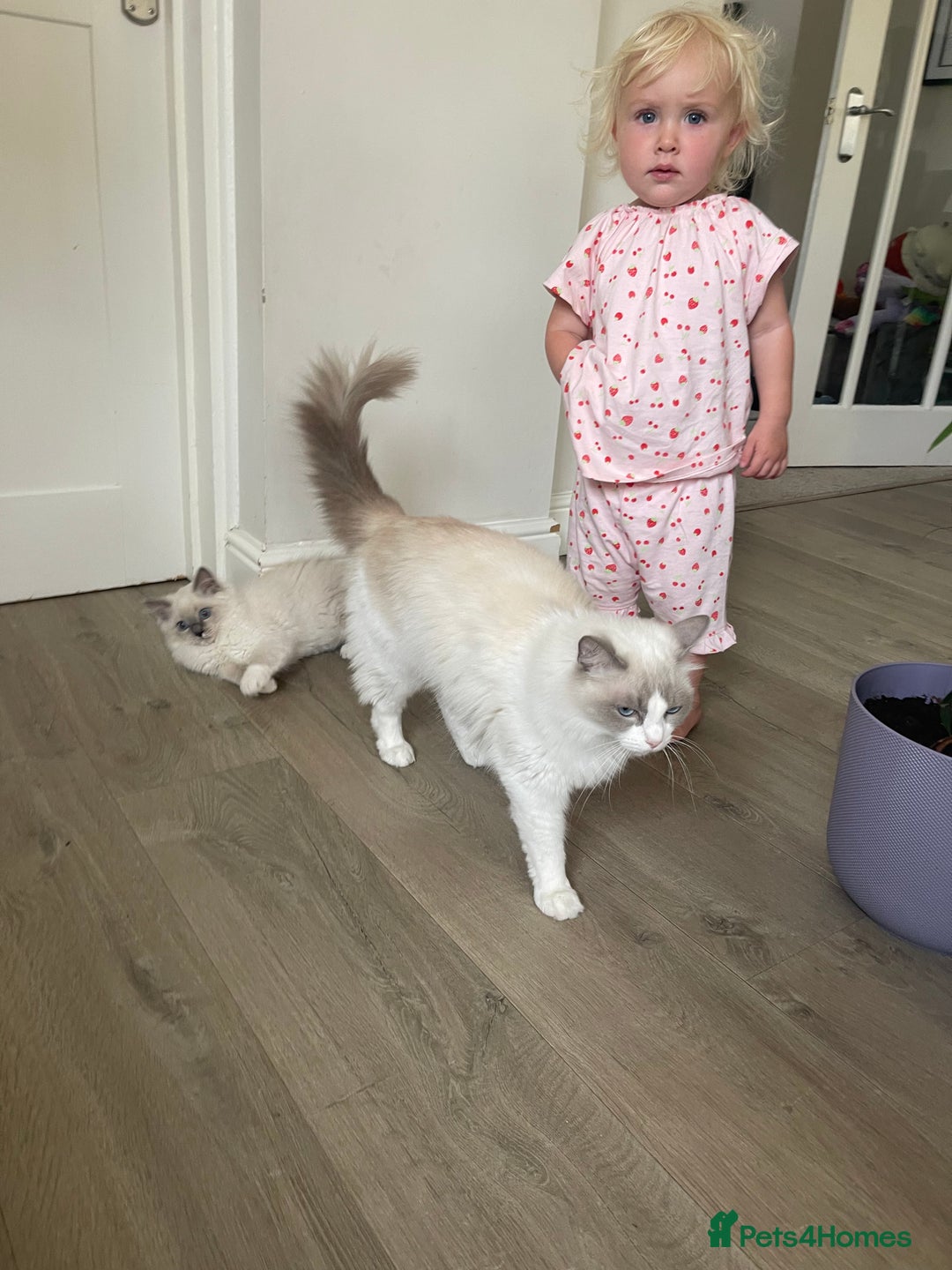 Ragdoll cats for sale: Female kitten become available! Pure Ragdoll in Derby - Image 2