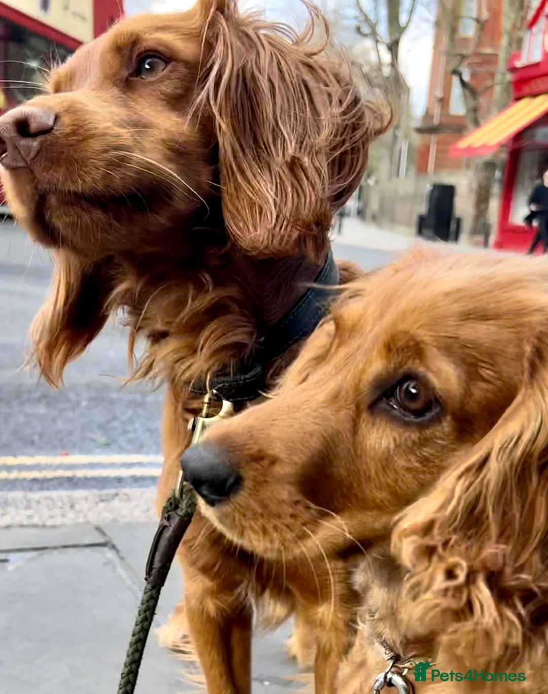 Cocker Spaniel dogs for stud: KC-Registered Working Cocker Spaniel Stud - London in Shipton-under-Wychwood - Advert 6