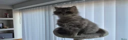 Persian cats for sale: Beautiful registered Persian   - Advert 6