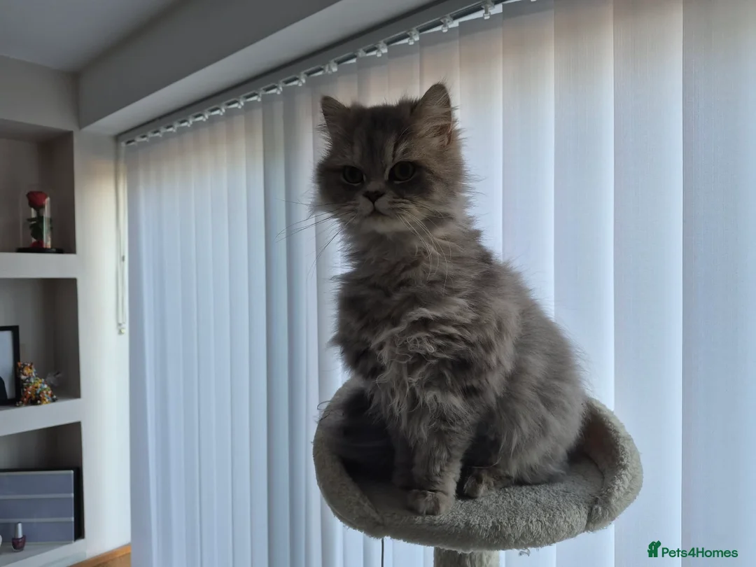 Persian cats for sale: Beautiful registered Persian   - Advert 6