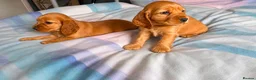 Cocker Spaniel dogs for sale: Cocker spaniel puppies in London - Advert 6