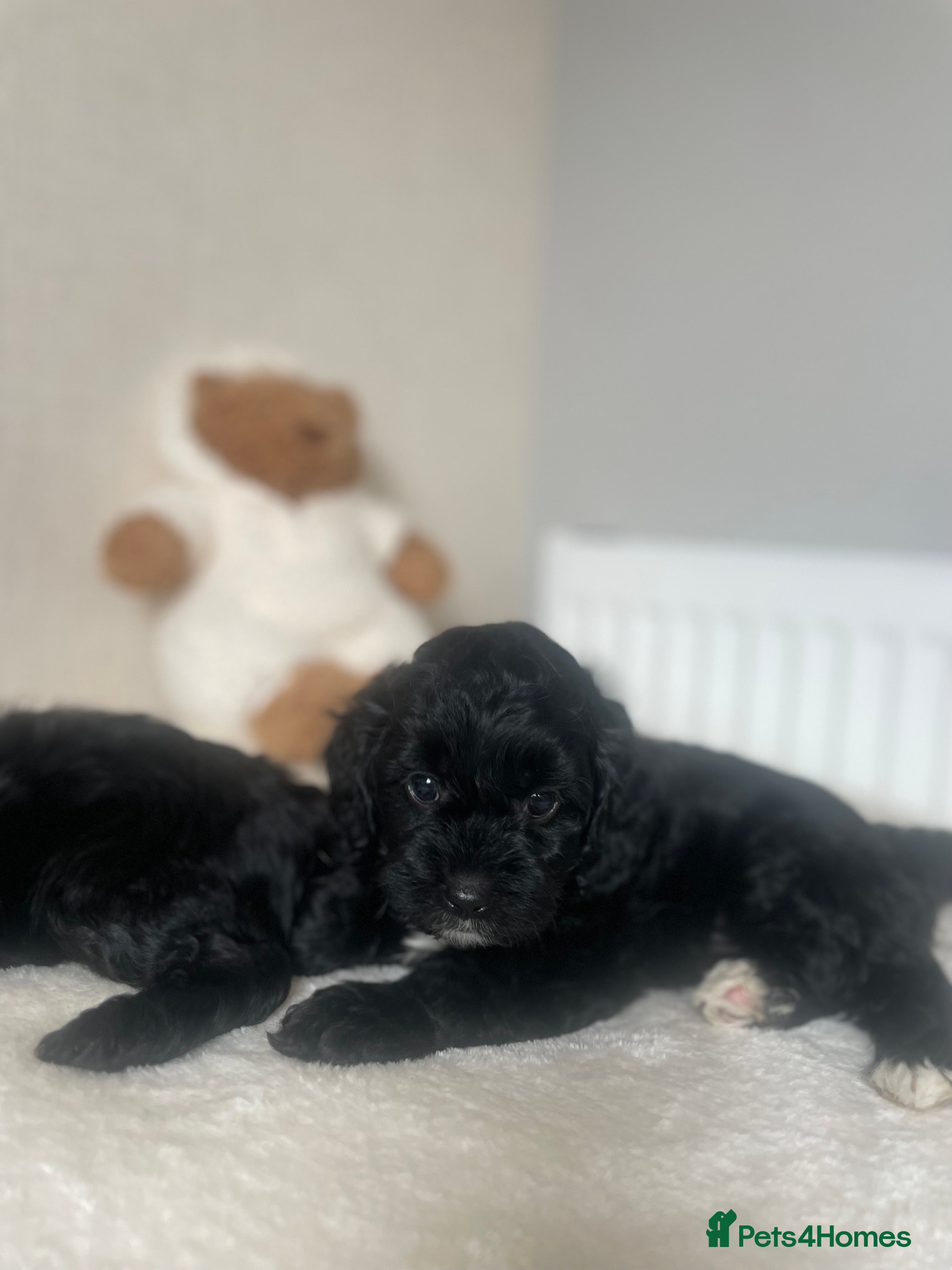 Cavapoo dogs Stunning  Cavapoo puppy  - Advert 9