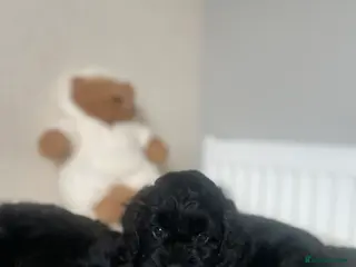 Cavapoo dogs Stunning Cavapoo puppy - Advert 9