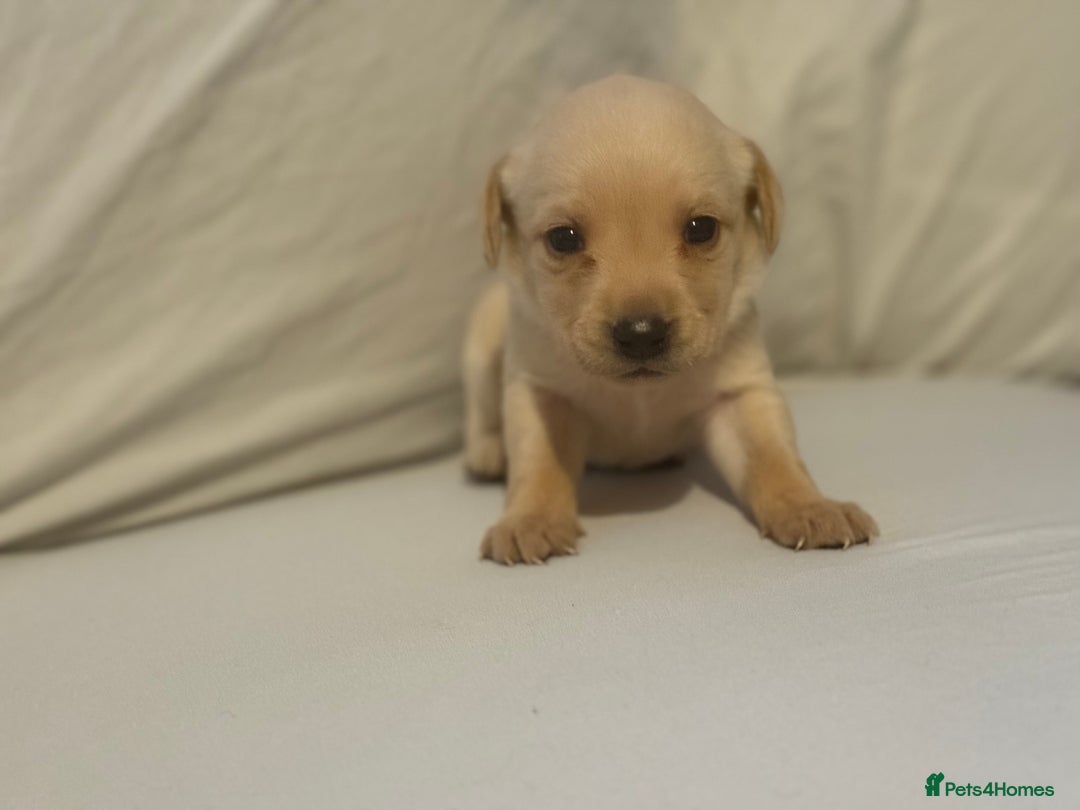 Labrador Retriever dogs for sale: KC registered Labrador puppies - Image 18