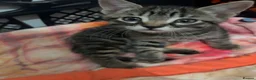 Mixed Breed cats for sale: 4 kittens all very different from each other  - Advert 2