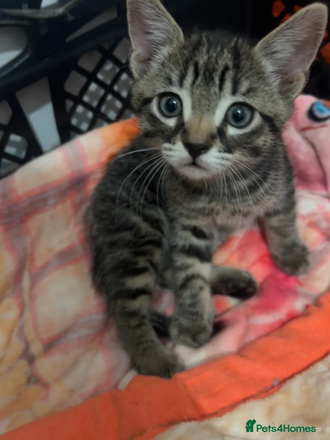 Mixed Breed cats for sale: 4 kittens all very different from each other  - Advert 2