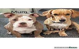 Mixed Breed dogs for sale: American Bulldog cross - Image 9