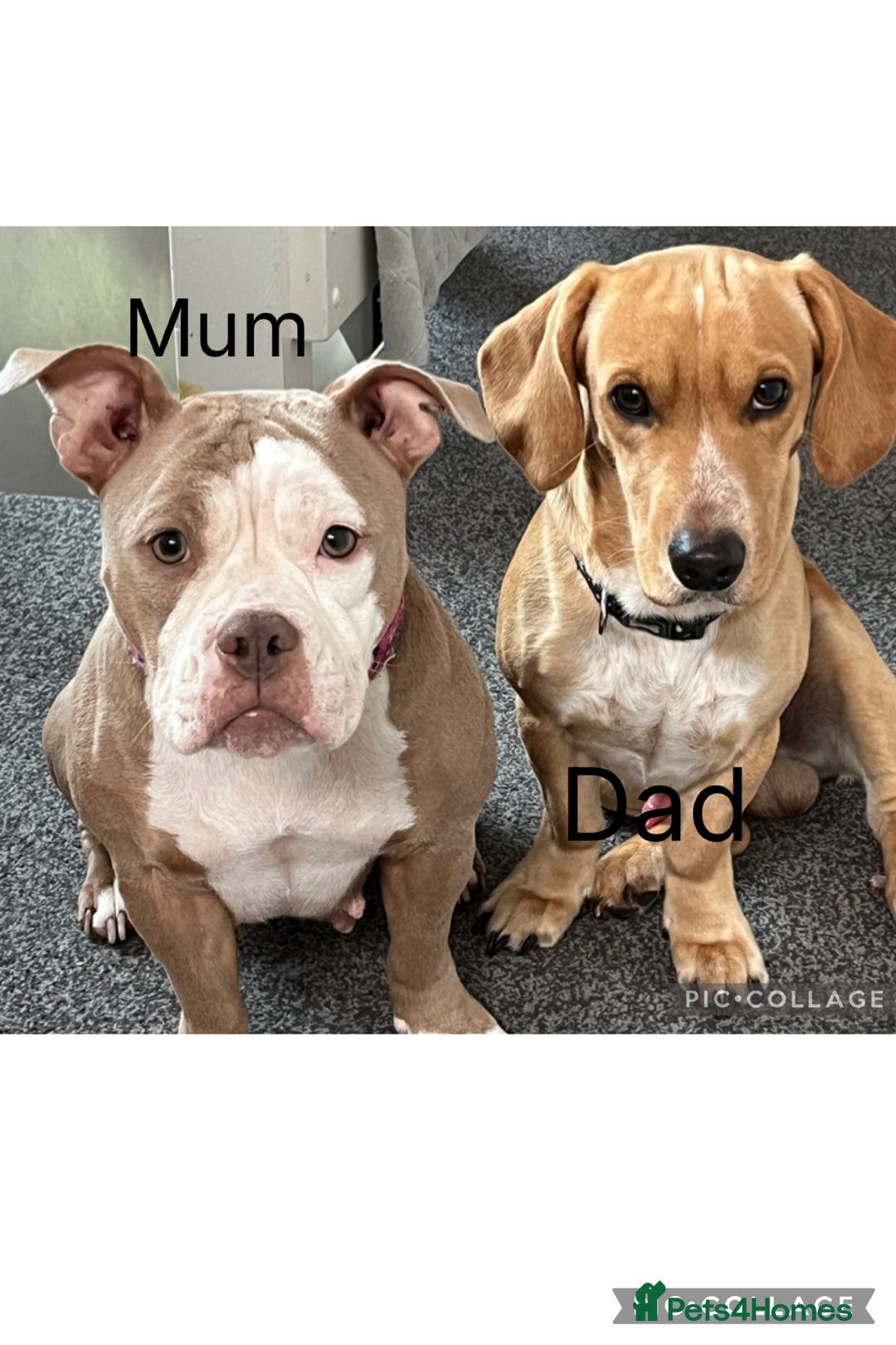 Mixed Breed dogs for sale: American Bulldog cross - Image 9
