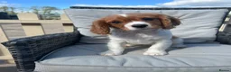Cavalier King Charles Spaniel dogs for sale: Cavalier King Charles spaniel puppies READY NOW! in Uttoxeter - Advert 11