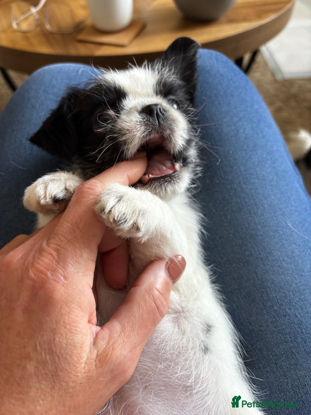 Mixed Breed dogs for sale: Shitzu cross pug LAST BOY - Image 3