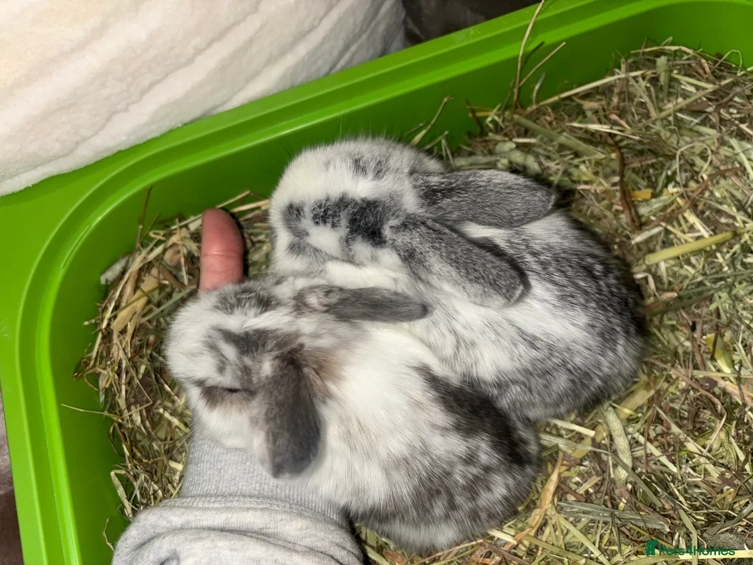 Mini Lop rabbits for sale: Pure Breed Mini Lop Butterfly new born bunnies  - Advert 35