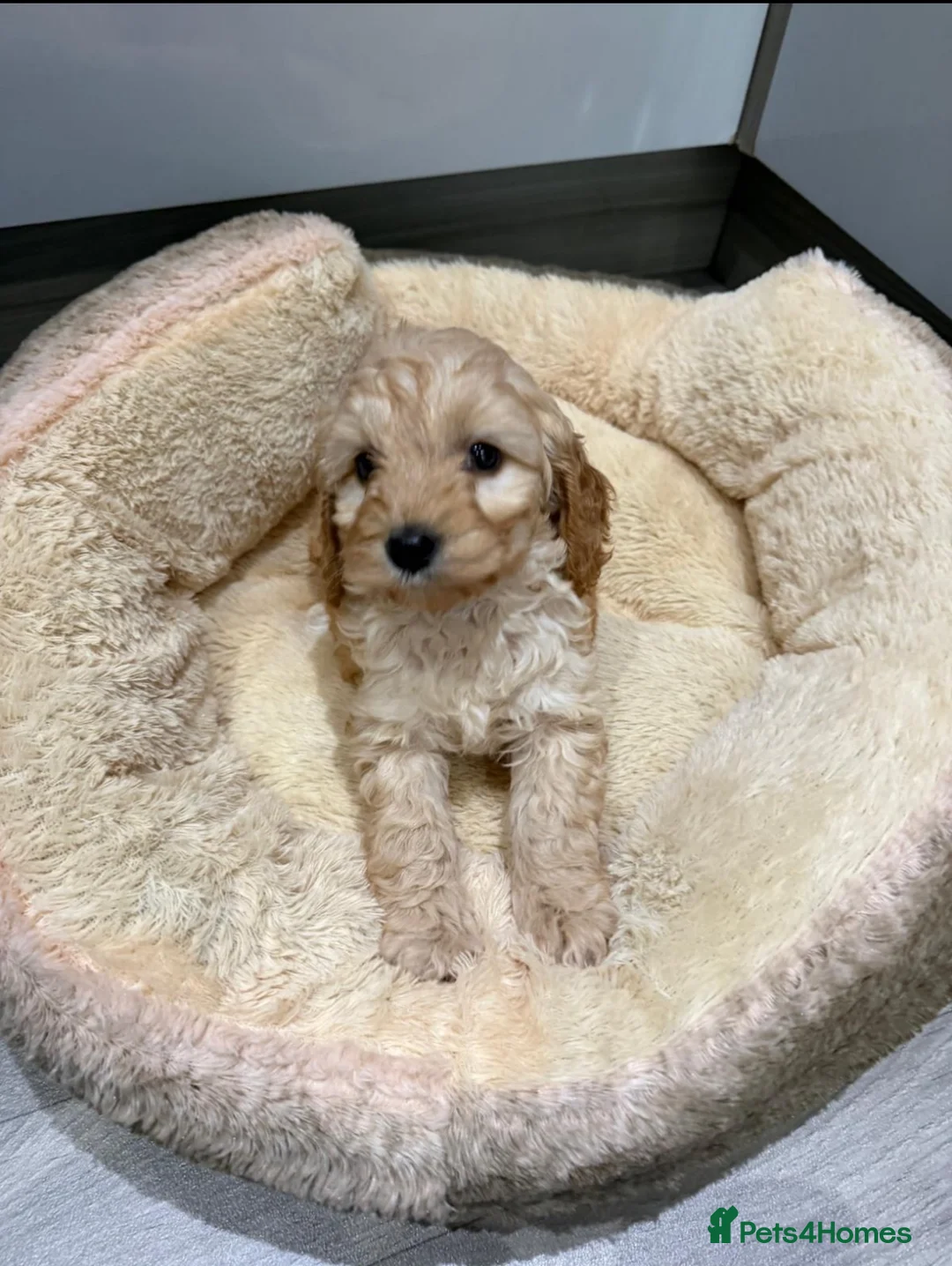 Cockapoo dogs for sale: Beautiful litter of show cockerpoo puppies  - Advert 6