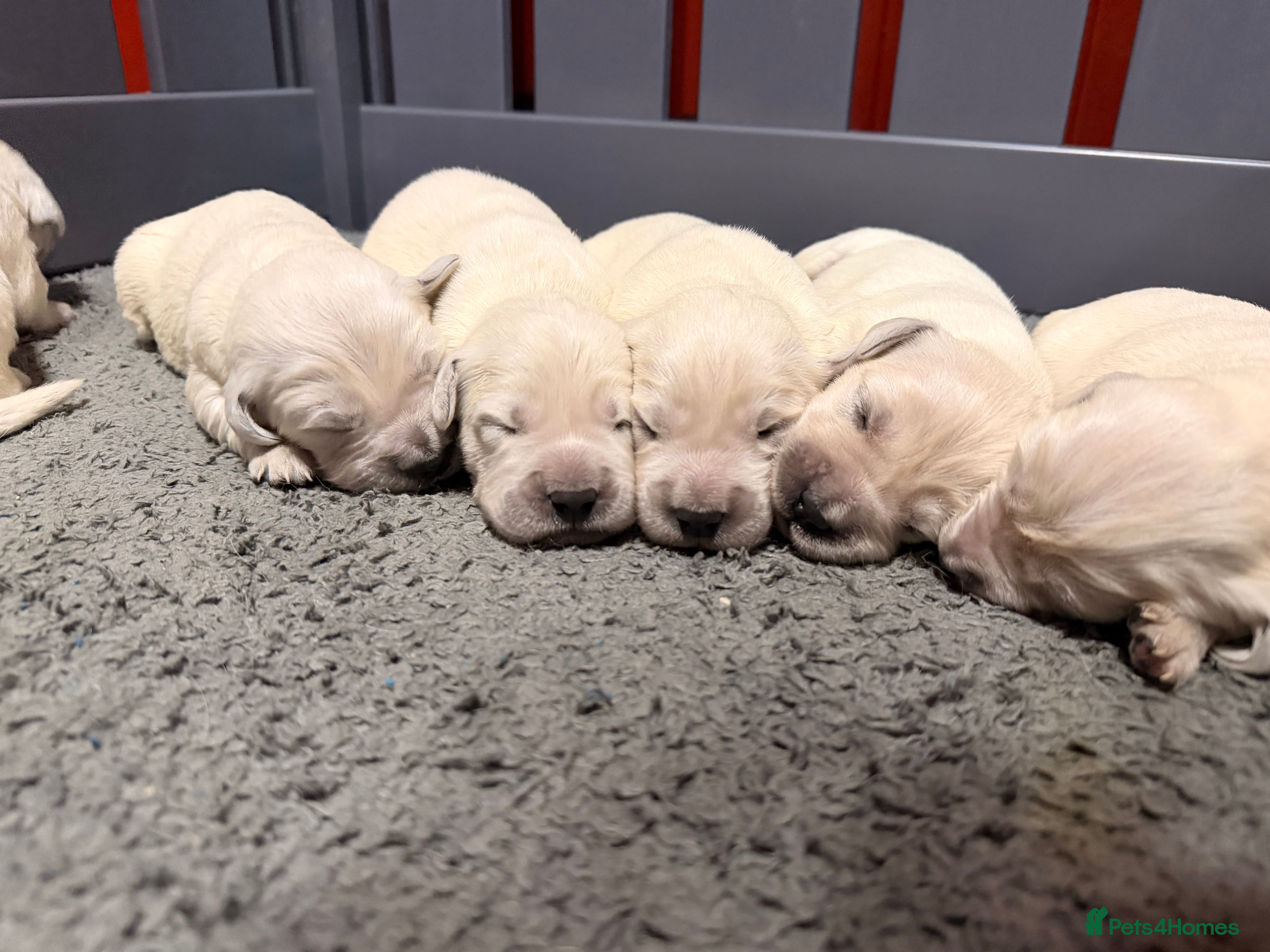 Golden Retriever dogs 9 KC SHOW TYPE GOLDEN RETRIEVER  - Advert 3