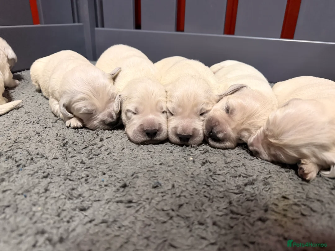 Golden Retriever dogs for sale: 9 KC SHOW TYPE GOLDEN RETRIEVER  - Advert 1