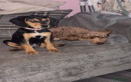 Mixed Breed dogs for sale: Beagle X Cocker Spaniel - Image 2