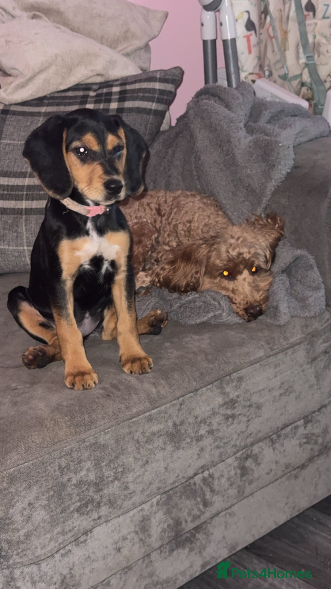 Mixed Breed dogs for sale: Beagle X Cocker Spaniel - Image 2