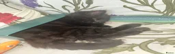 Mixed Breed cats for sale: 2 MALE BLACK LONG HAIRED FLUFFY KITTENS LEFT💘 - Advert 8