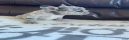 French Bulldog dogs for sale: French bulldog 🐶  - Advert 7