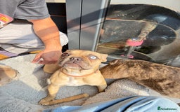 French Bulldog dogs for sale: French bulldog girl Riri - Image 4