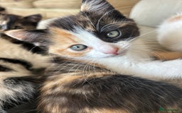 Mixed Breed cats for sale: 5 beautiful kittens  - Image 10