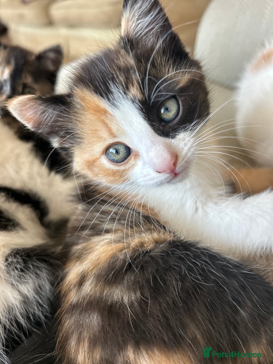 Mixed Breed cats for sale: 5 beautiful kittens  - Image 10