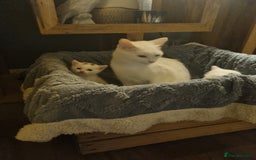 Turkish Angora cats for sale: Turkish angora mix - Image 6