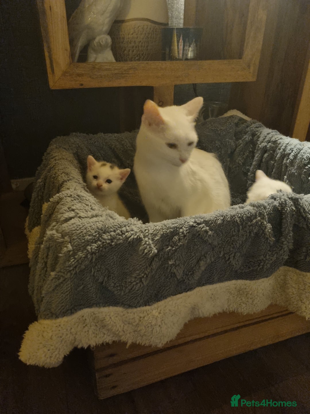 Turkish Angora cats for sale: Turkish angora mix - Image 6