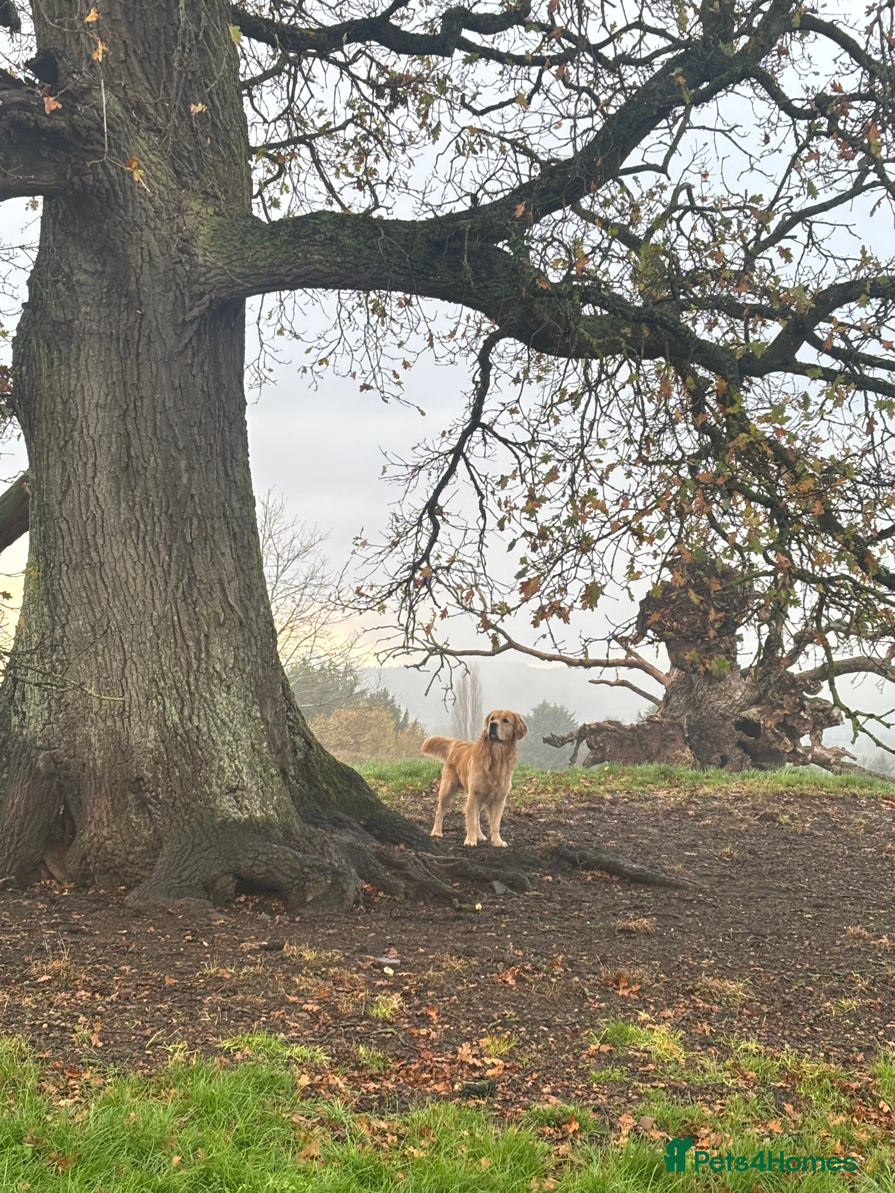 Golden Retriever dogs KC Registered Golden Retriever Stud - Advert 13