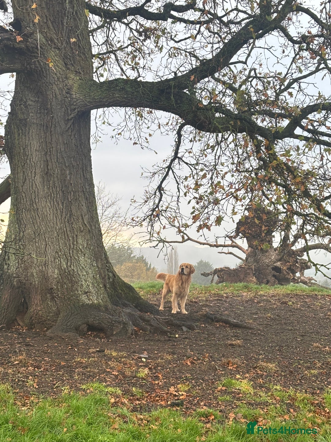 Golden Retriever dogs for stud: KC Registered Golden Retriever Stud - Advert 1