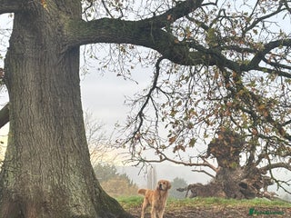 Golden Retriever dogs KC Registered Golden Retriever Stud - Advert 8