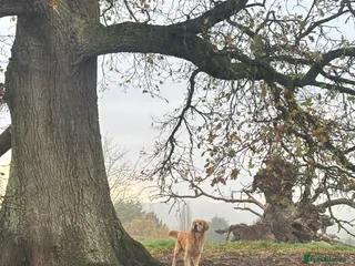 Golden Retriever dogs KC Registered Golden Retriever Stud - Advert 14