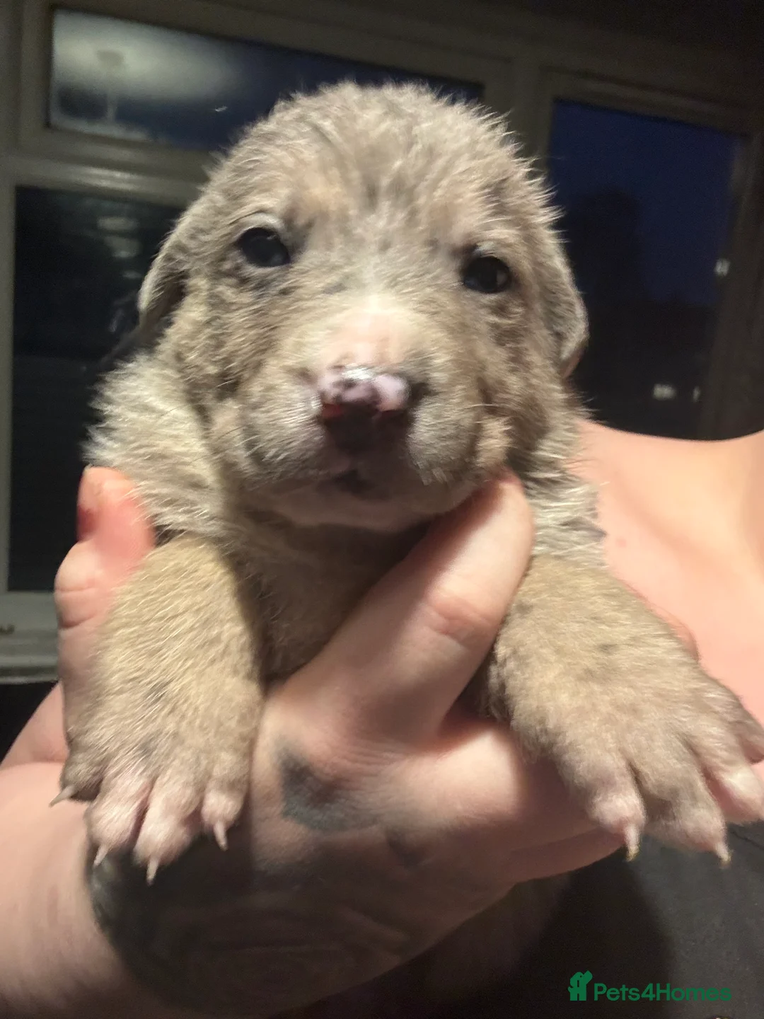 Mixed Breed dogs for sale: Beautiful staff x gsd puppies - Advert 24