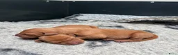 Hungarian Vizsla dogs for sale: Hungarian Vizsla bitch puppies - Advert 5