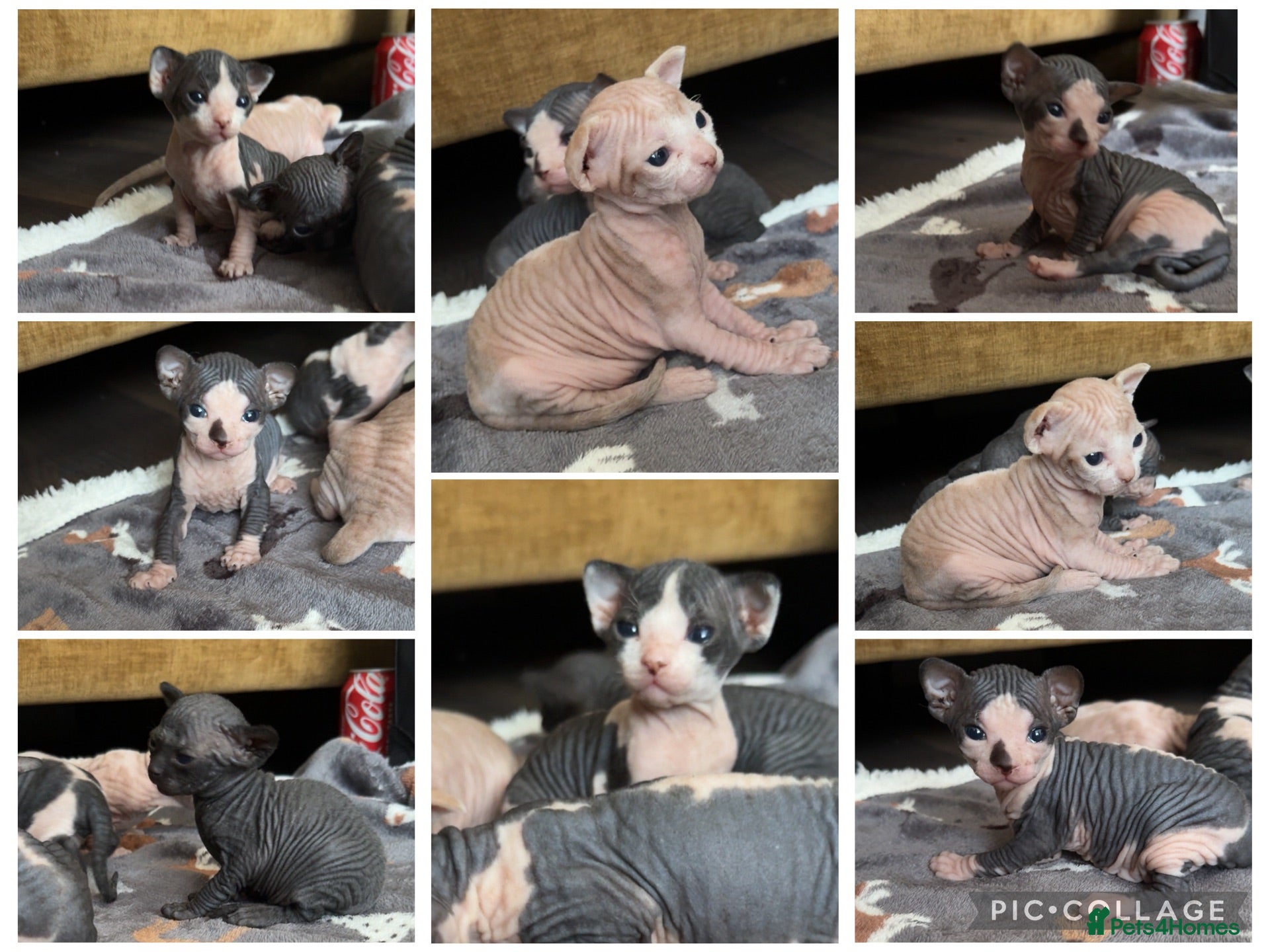 Sphynx cats 5 Beautiful Sphynx Babies  - Advert 2