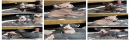 Sphynx cats for sale: 5 Beautiful Sphynx Babies  - Advert 1