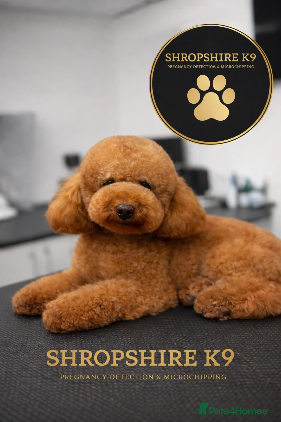 Toy Poodle dogs for stud: Leo Toy Poodle fox red Stud - Advert 1