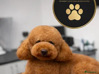 Toy Poodle dogs Leo Toy Poodle fox red Stud - Advert 7