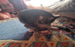 Mixed Breed cats for adoption: TOM a friendly & proud boy who needs a Loving Home - Advert 22