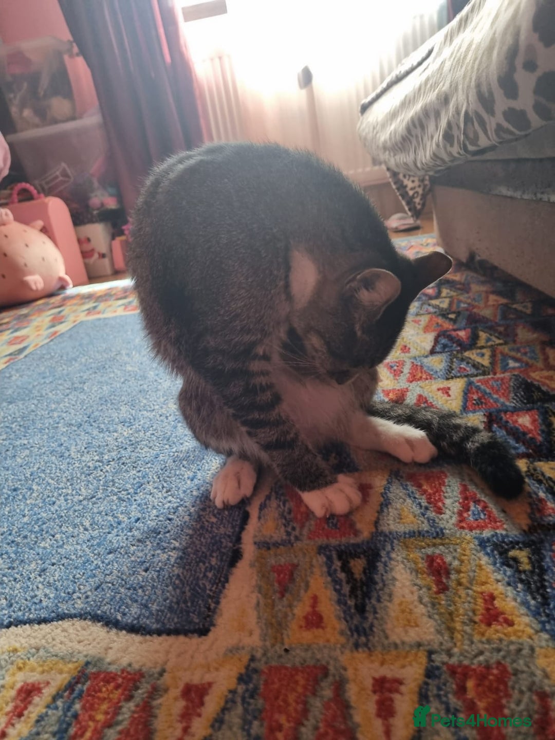 Mixed Breed cats for adoption: TOM a friendly & proud boy who needs a Loving Home - Advert 22