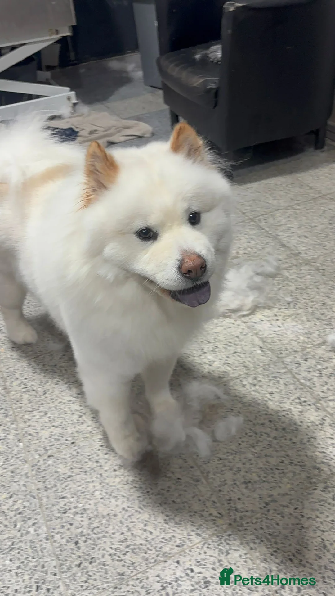 Chow Chow dogs for sale: Pedigree chow chow female in Aylesford - Advert 4