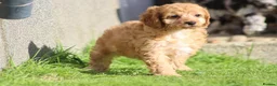 Cockapoo dogs for sale: Beautiful Cockapoo puppies for sale  - Advert 23