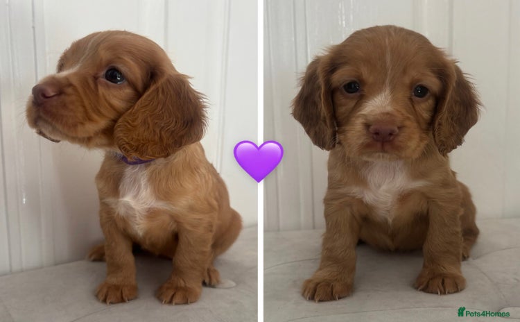 Cocker Spaniel dogs - Advert 4