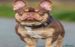 French Bulldog dogs for sale: French bulldog  - Image 2