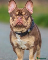 French Bulldog dogs - Advert 7