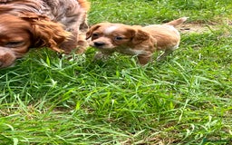 Brittany Spaniel dogs for sale: Brittany puppies for sale  - Image 3